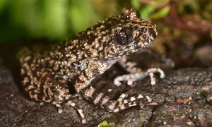 Phát hiện loài cóc răng mới chỉ có tại Việt Nam